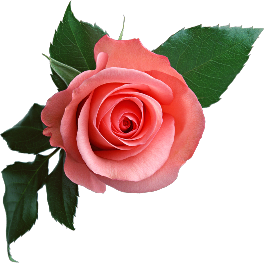 rose 01