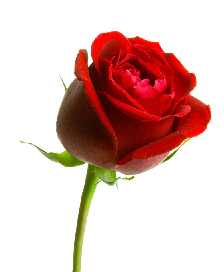 rose 06