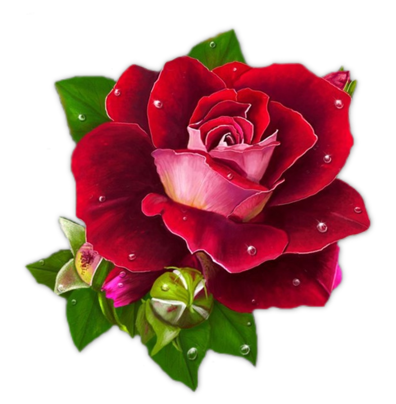 rose 09