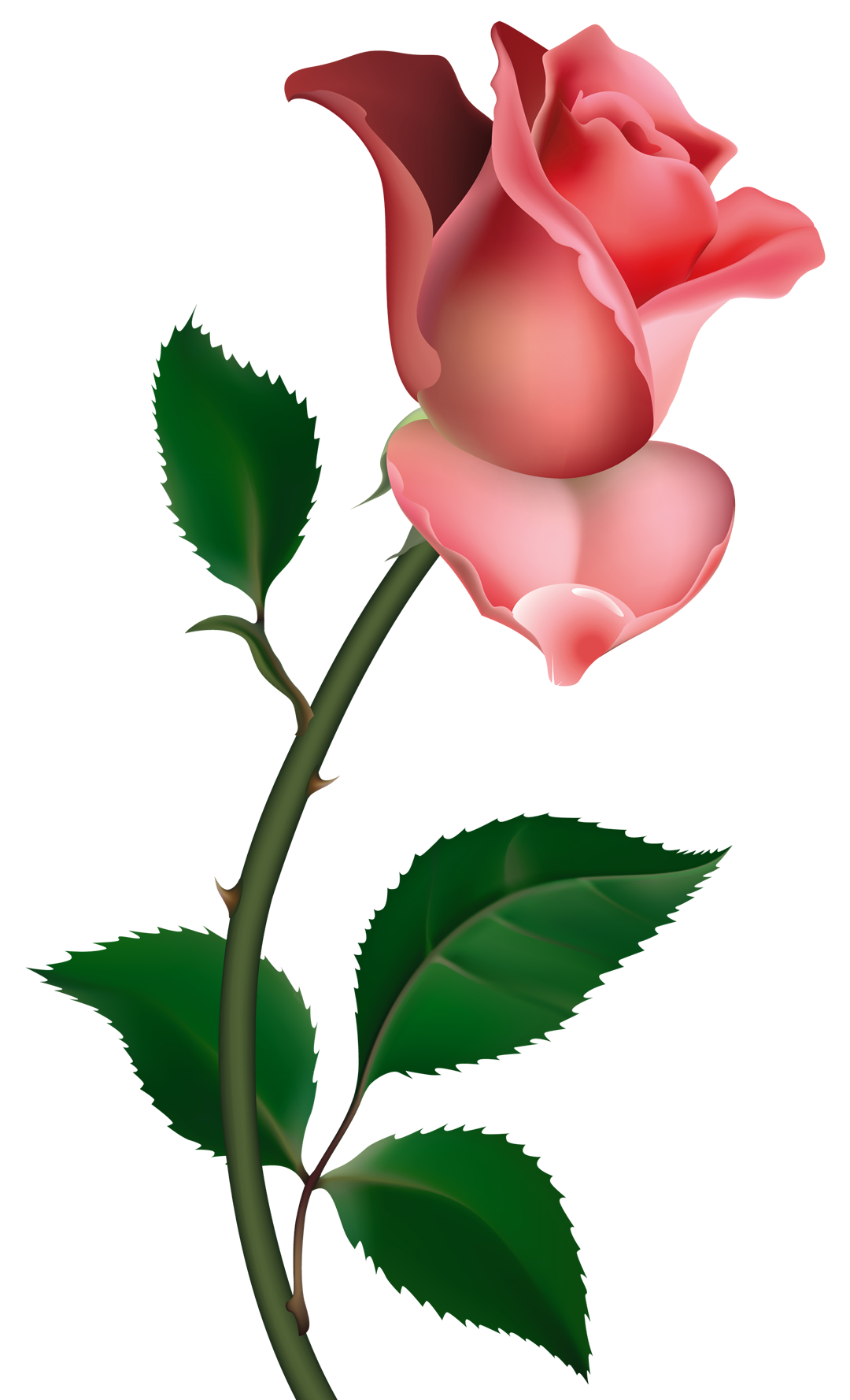 rose 11